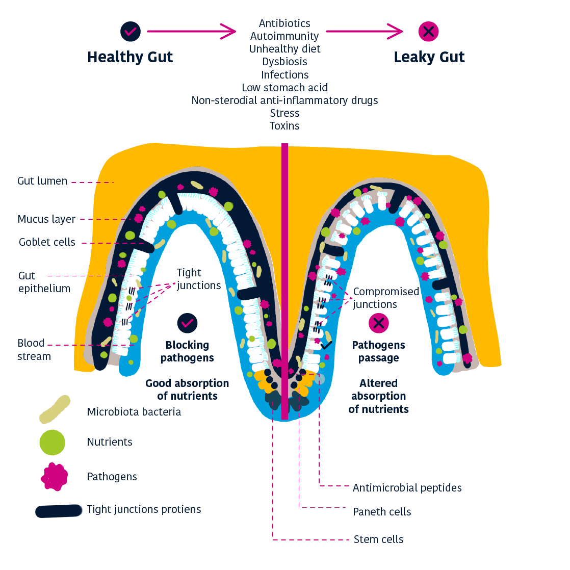 Safeguarding Gut Barrier Function_02